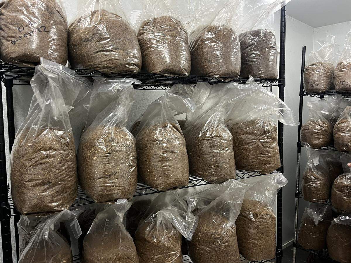 Bags line up in the clean room to receive spawn and get shaken up.