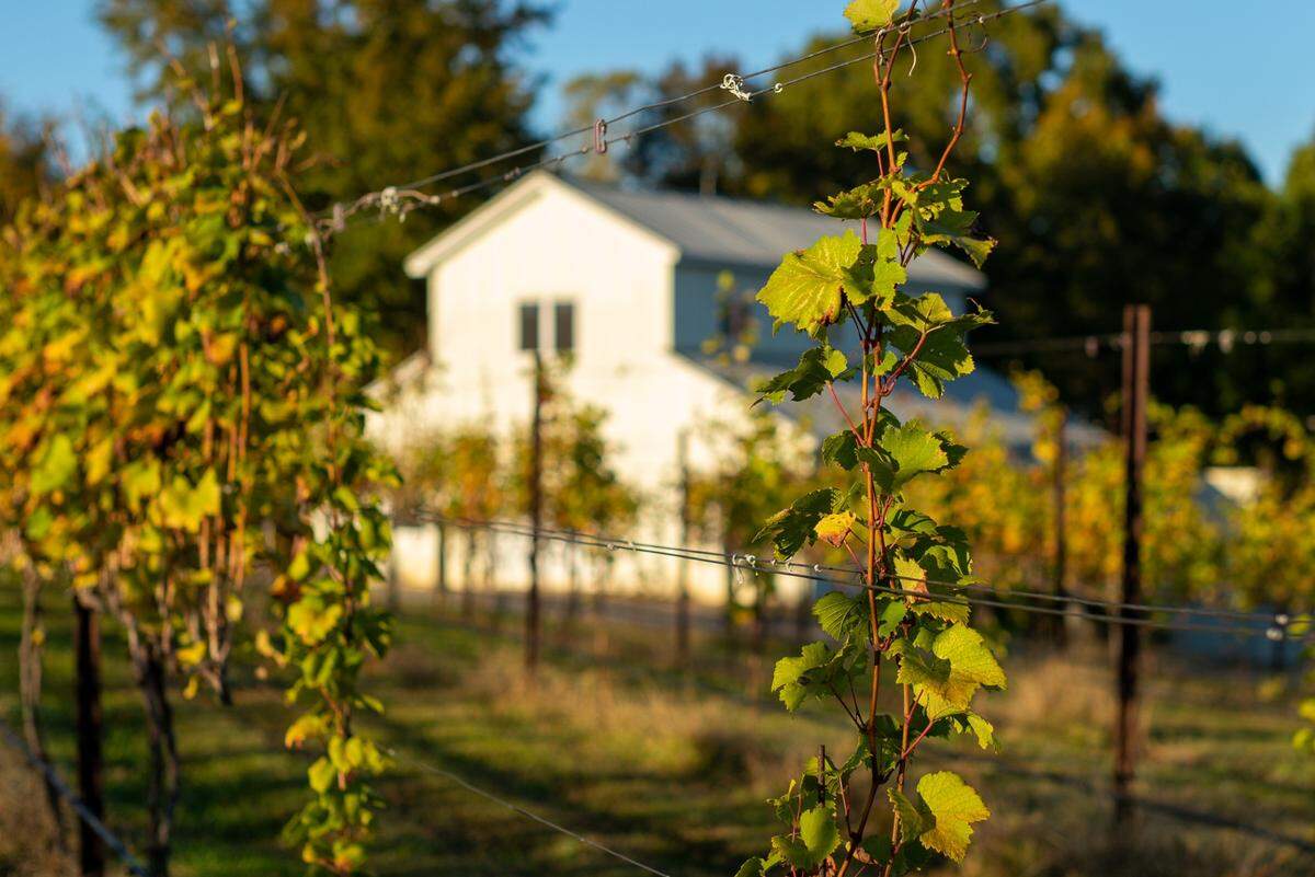 Davesté Vineyards’ signature wine is Rkatsiteli.