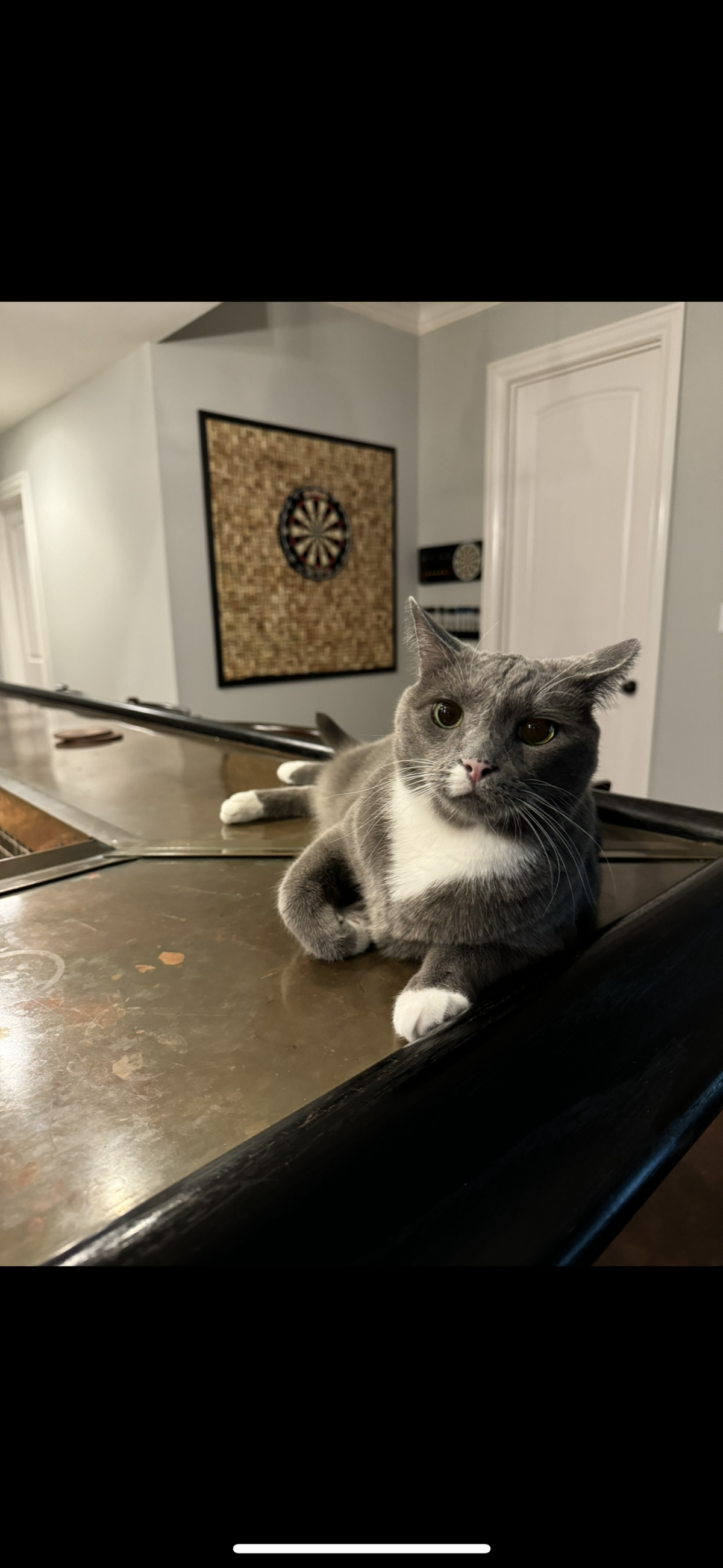 Wrigley was named a finalist in The Charlotte Observer’s “cutest cat in Charlotte” contest in fall 2024.