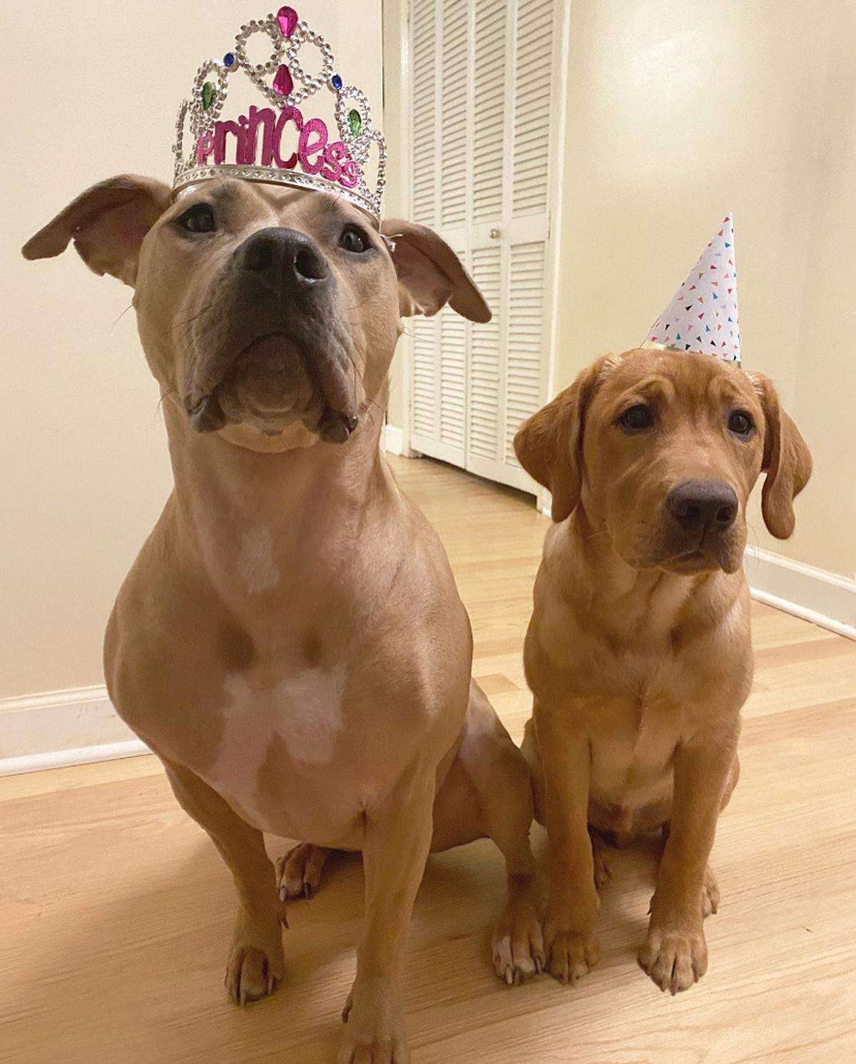 Two tan dogs sitting indoors on a wood floor wearing party hats. The larger dog wears a pink bejeweled crown with the word “Princess,” and the smaller dog wears a small, white patterned cone hat.