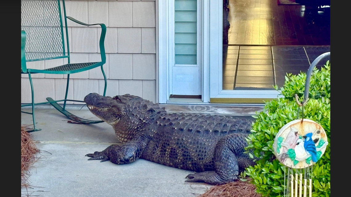 A 12-foot alligator roaming a North Carolina neighborhood was found sitting on the front porch, peeping through the screen door, photos show.