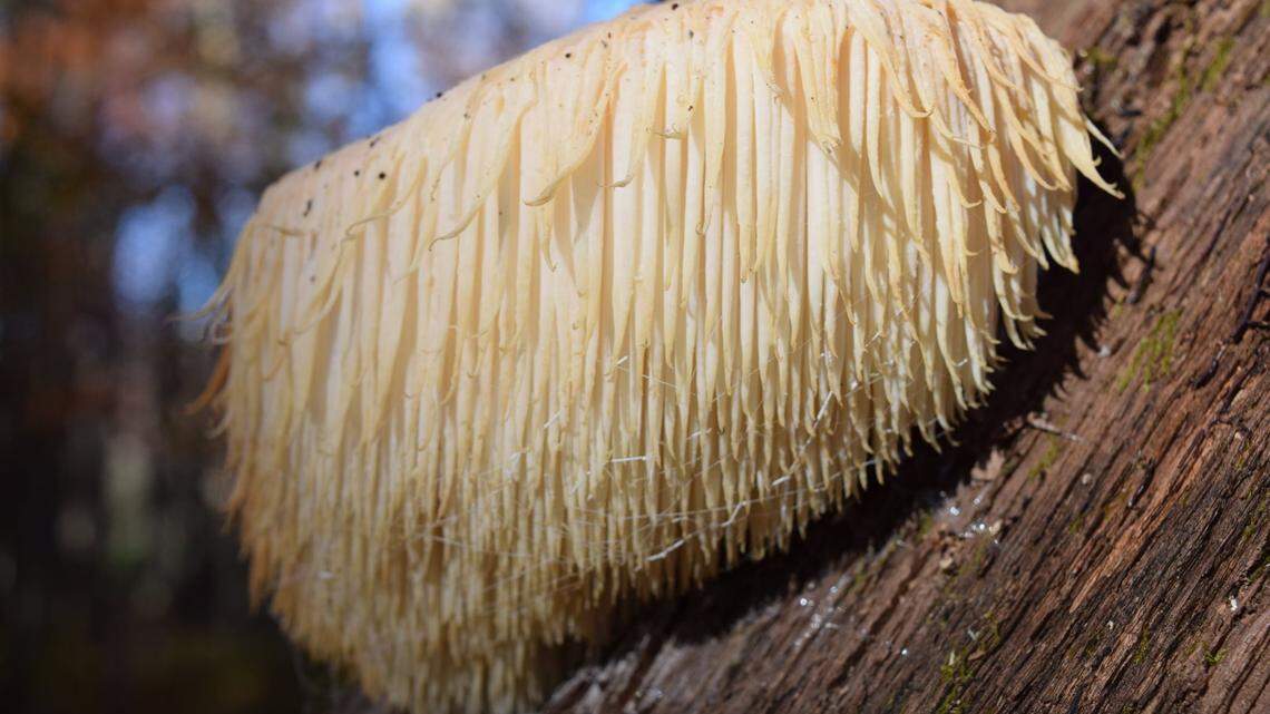 This is a fungi found growing from wounds on the trunks of trees, says the National Park Service.