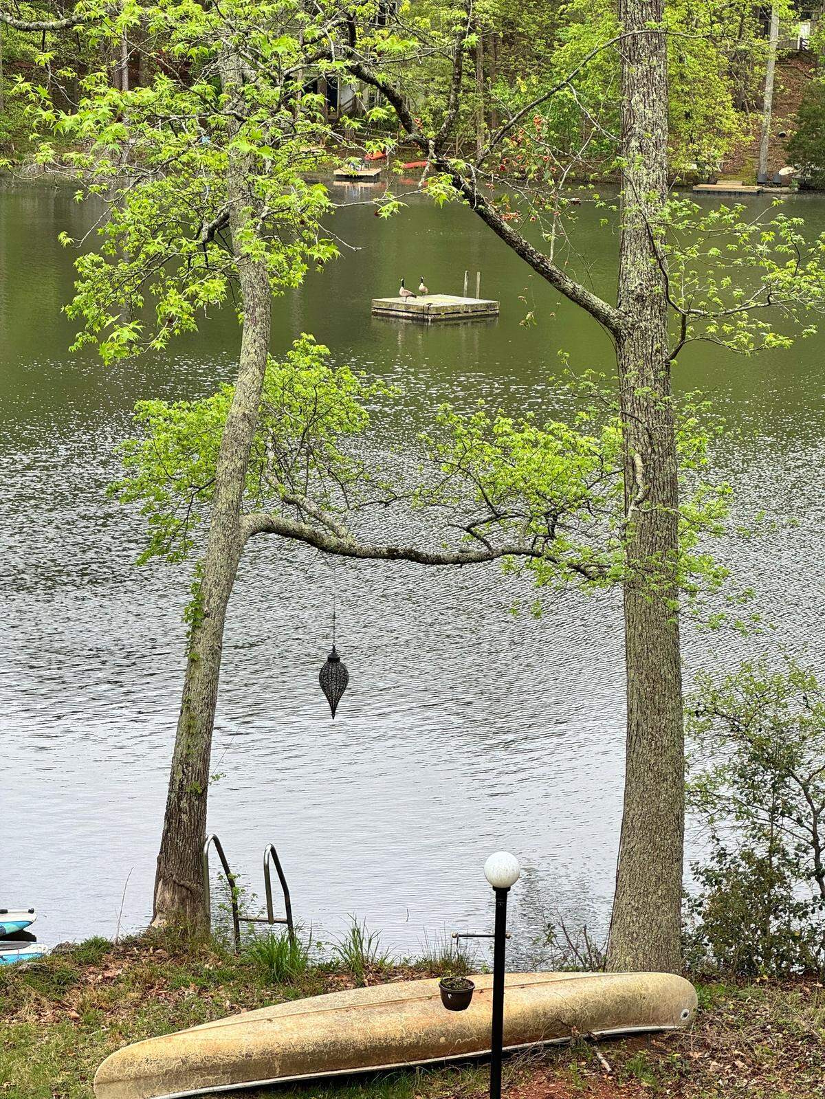 Canada Geese hang out on at the neighborhood lake. 