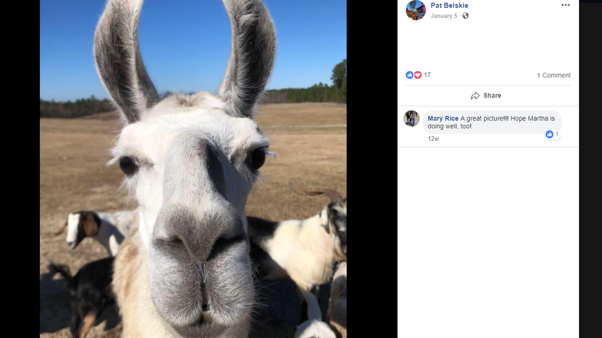 Pat Belskie's llama and a dozen baby goats were reportedly killed by a trio of dogs in Hoke County last week. Facebook screenshot/Pat Belskie.