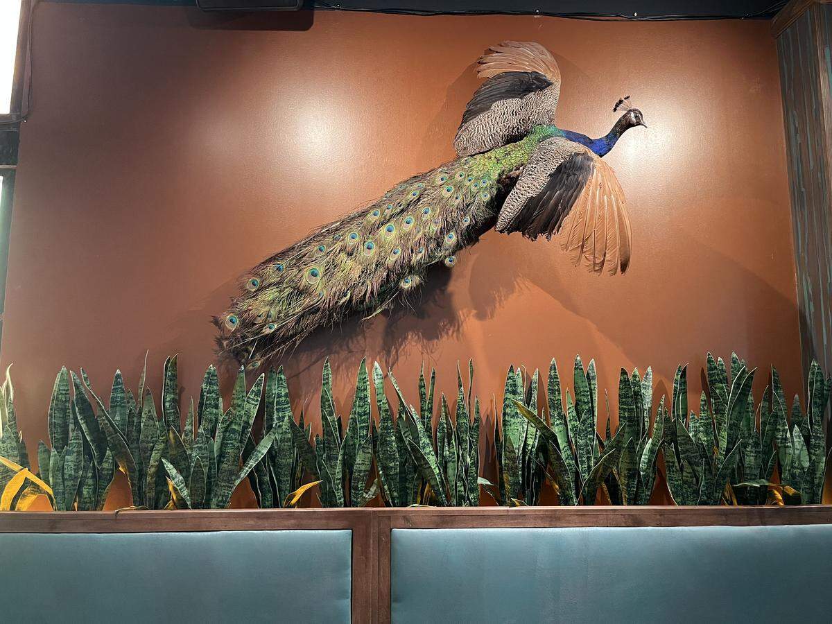 A large, taxidermy peacock in flight is mounted on a rust-orange wall above a row of green snake plants, which are situated on top of a teal booth.