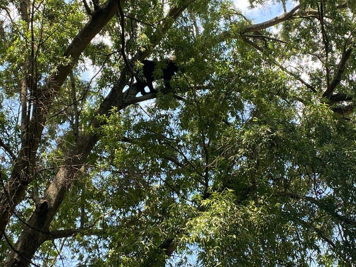 A black bear was spotted in a tree in someone’s front yard in suburban Mooresville, 30 minutes north of Charlotte in North Carolina, on Thursday, July 2, 2020, fire and rescue officials say.