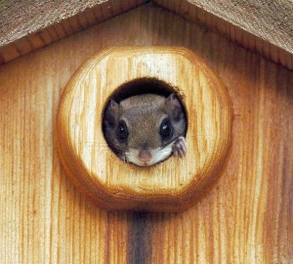 A Southern flying squirrel pokes its head out of a birdhouse Thursday, April 22, 2004, in Belville, N.C. Flying squirrels are common residents of many forested areas in the state. Because of their nocturnal activities, many people are unaware of the presence of these small mammals. (AP Photo/Wilmington Star-News, Ken Blevins)