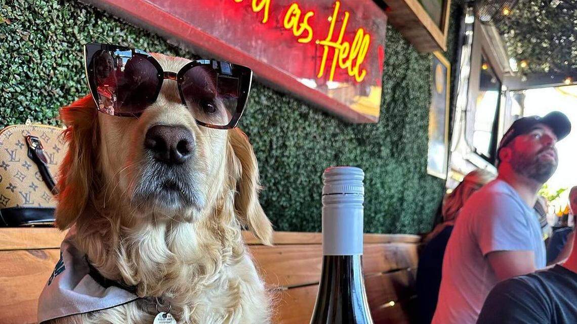 Who is the cutest dog in Charlotte? Vote for your favorite in our final round