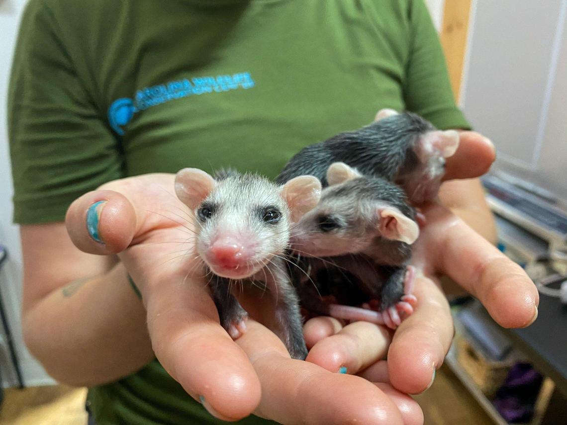 Baby possums at Carolina Wildlife Conservation Center.