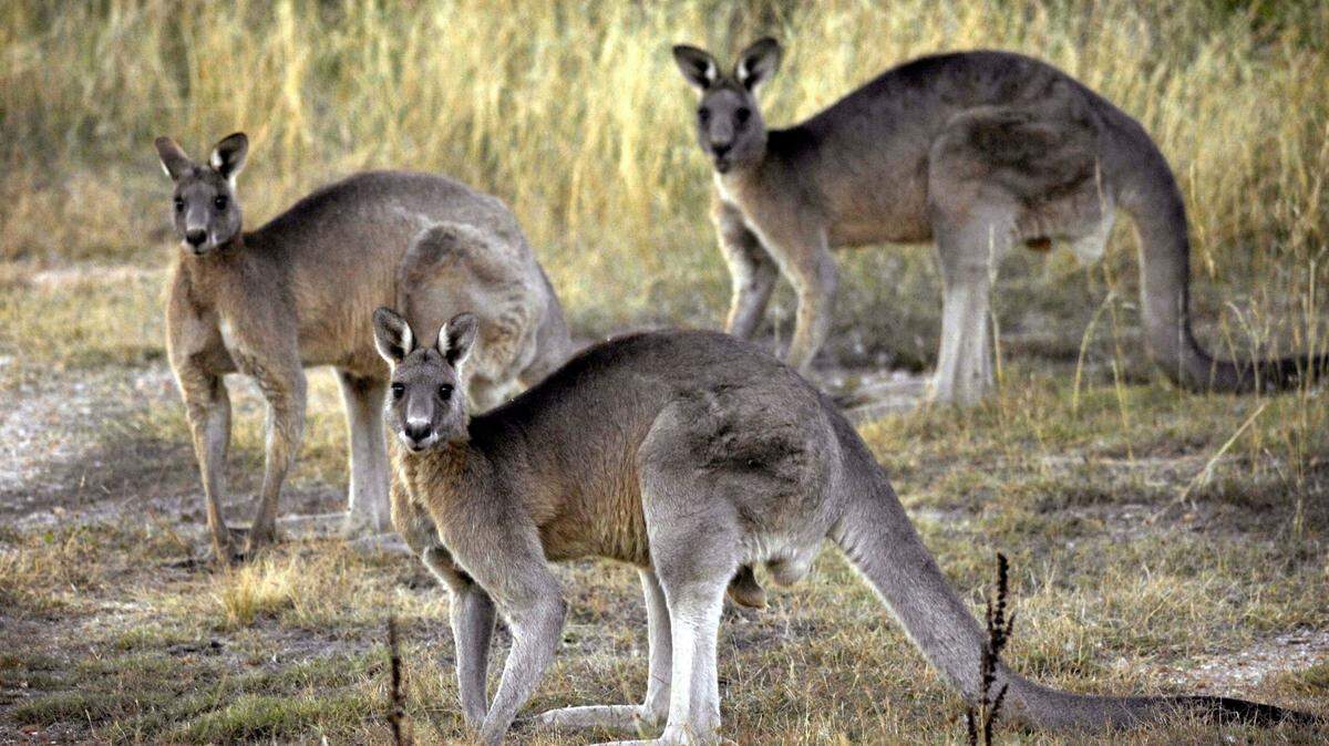 Tennessee is one of several states that allow residents to own a kangaroo.