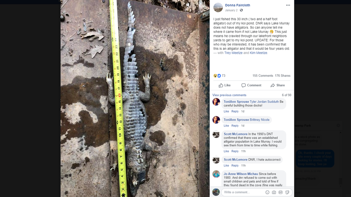 This is the alligator Donna Faircloth posted on Facebook after finding it in a pond on her property. Facebook screenshot