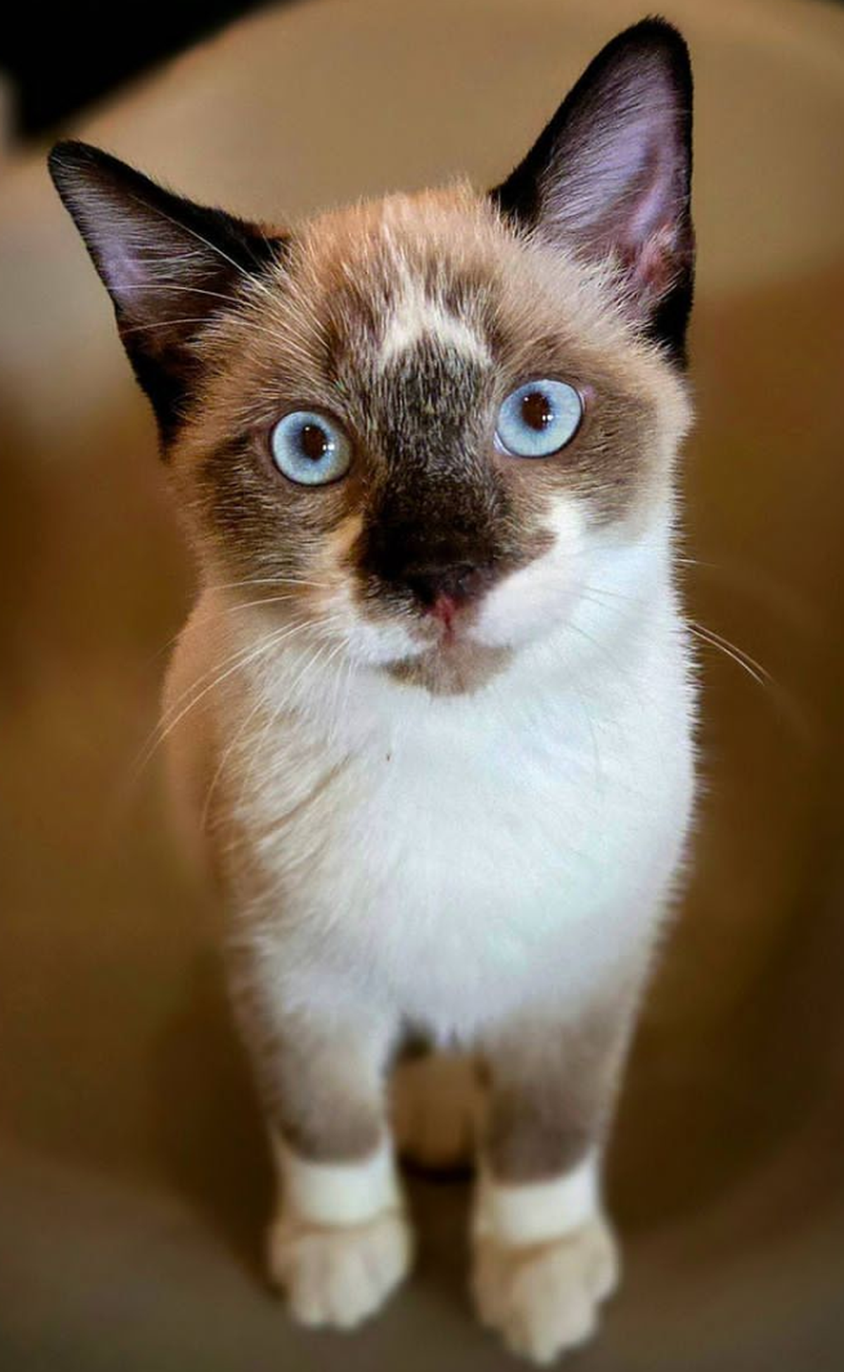 Oliver was named a finalist in The Charlotte Observer’s “cutest cat in Charlotte” contest in fall 2024.