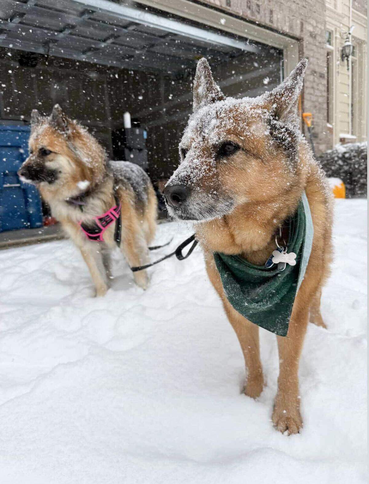 A reader-submitted photo of two dogs taking a walk in the snow in the Charlotte area on Saturday, January 31, 2026.