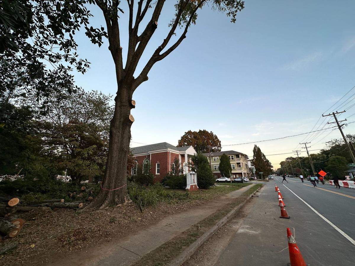 A tall willow oak tree along E. 36 St. in NoDa pictured last week before it was taken down. The tree came down ahead of construction of a 209-unit apartment project. An arborist determined the tree had “excessive decay,” the developer said.