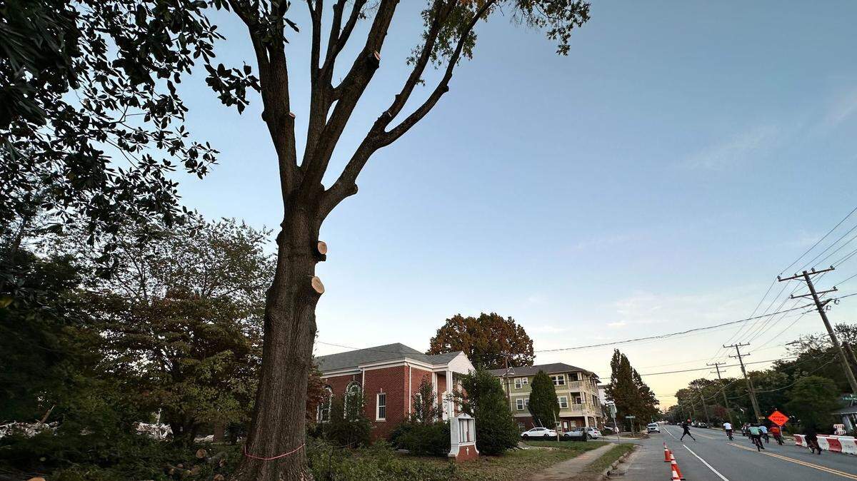 A tall willow oak tree along E. 36 St. in NoDa pictured earlier this month before it was taken down. The tree came down ahead of construction of a 209-unit apartment project. An arborist determined the tree had “excessive decay,” the developer said.