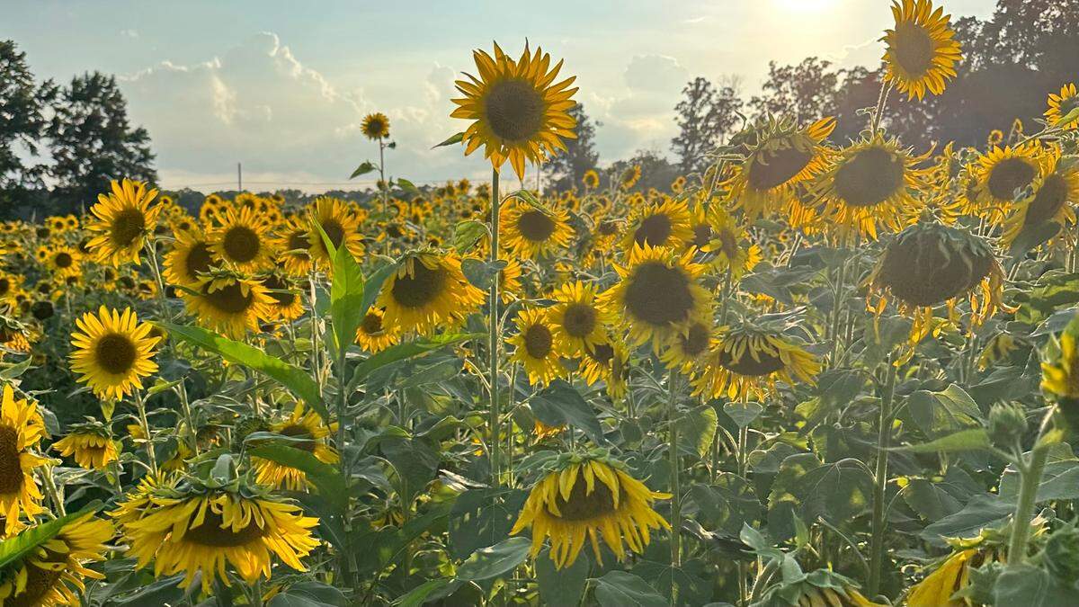 Sunflowers at the Wise Acre Farms on July 6, 2023.