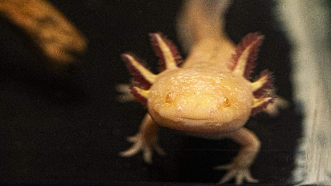 Rare Axolotl Found in a U.K. River for the First Time by Kid