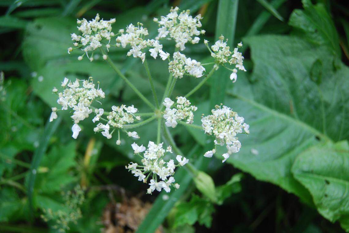 Giant hogweed is an invasive plant that can cause burns and even blindness with its sap. It is a Class A noxious weed in Washington state. 