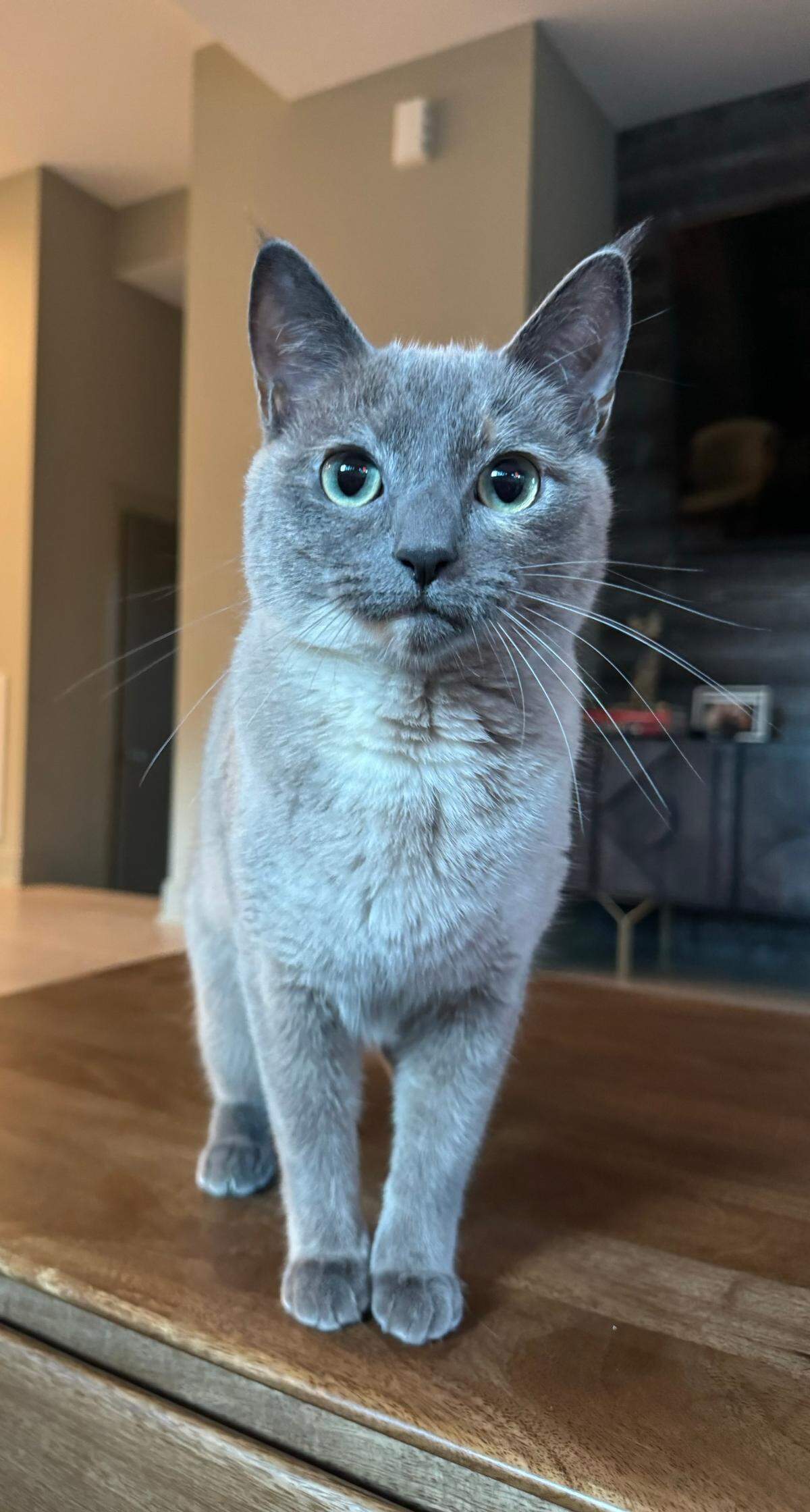Vecna was named a finalist in The Charlotte Observer’s “cutest cat in Charlotte” contest in fall 2024.