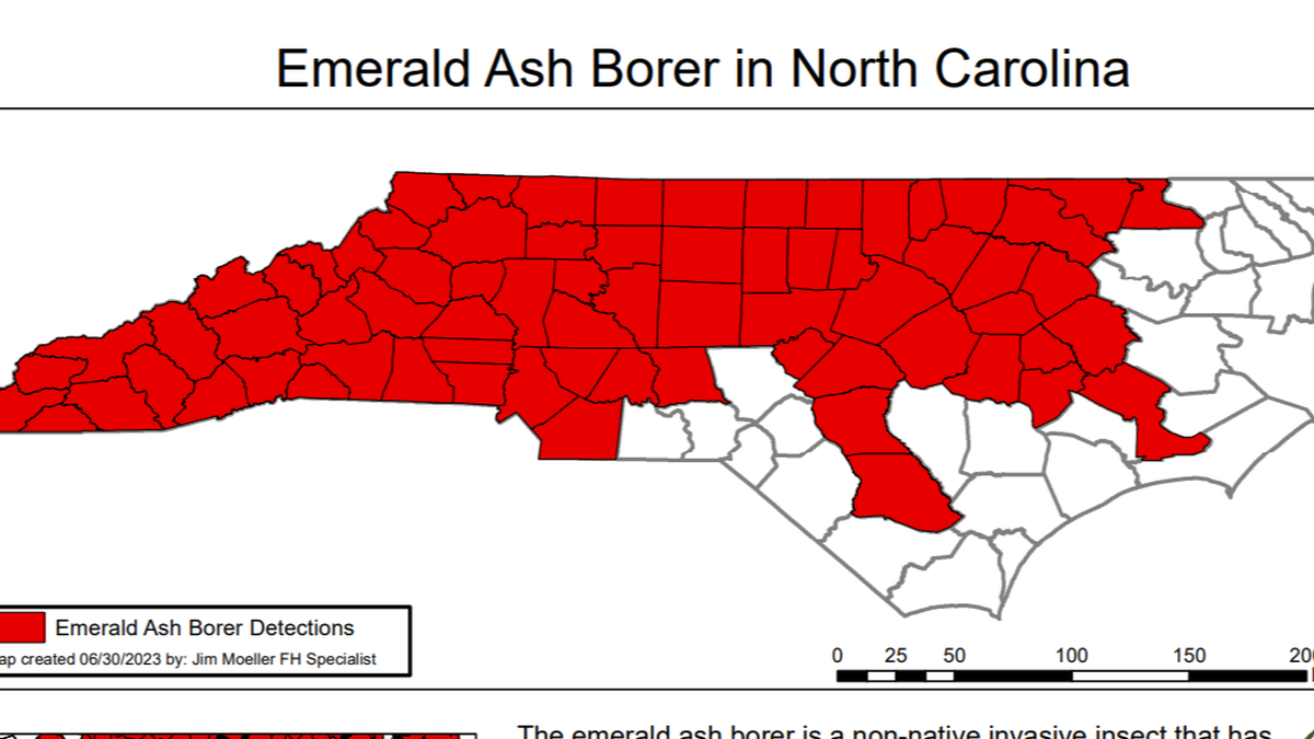 The metallic green beetle has been spotted in every county in the Charlotte and Raleigh areas and the mountains, according to a North Carolina Forest Service bug tracking map.