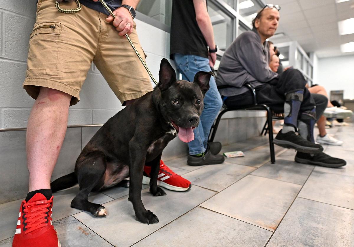 Noelle waits in the lobby of the Charlotte-Mecklenburg Animal Care and Control with her potential adopter Bill Fox on Friday, April 12, 2024. The shelter has been undergoing renovations recently and they have moved into the next phase. When completed 166 dog kennels will have been renovated. Fox has adopted two other dogs from the shelter.
