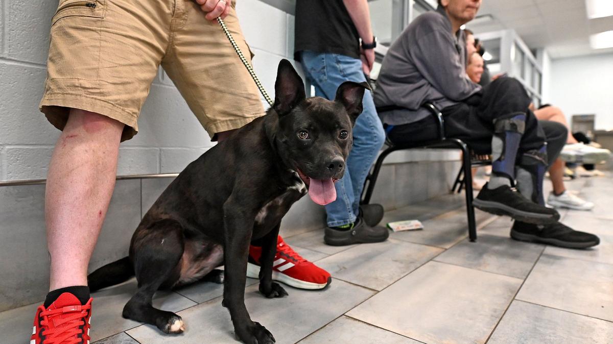 Noelle waits in the lobby of the Charlotte-Mecklenburg Animal Care and Control with her potential adopter Bill Fox on Friday, April 12, 2024. The shelter has been undergoing renovations recently and they have moved into the next phase. When completed 166 dog kennels will have been renovated. Fox has adopted two other dogs from the shelter.
