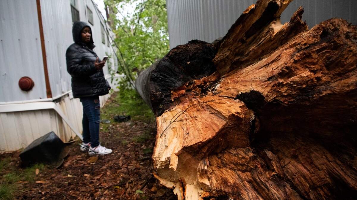 Severe thunderstorms brought damaging winds, power outages, downed trees, potential for hail, tornadoes to Charlotte NC Monday, Aug. 7, 2023. FAA grounded CLT planes. A person inspects a downed tree at Shady Grove Mobile Home Park in Charlotte.