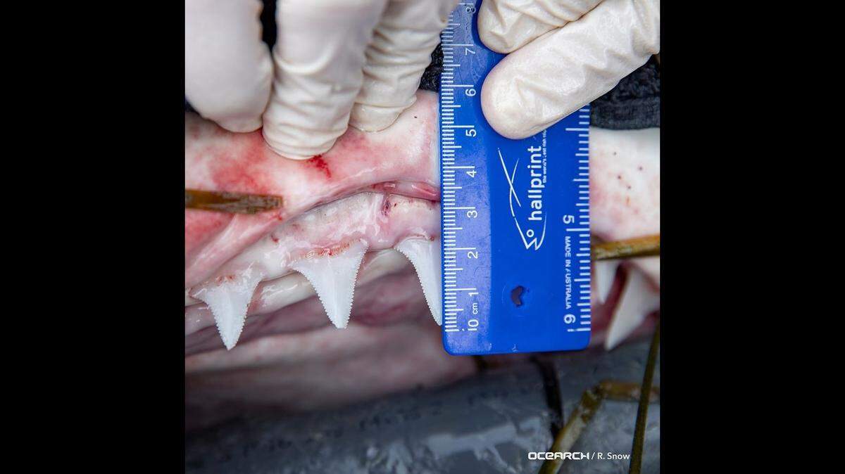 Data taken from sharks includes swabs of their mouths, eyes and wounds. Scientists say some of the bacteria collected can be of use as antibio