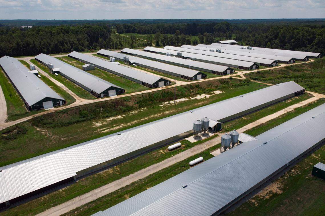 Dozens of poultry barns, including these near the small town of Morven, N.C., have sprouted up in Anson County in recent years.