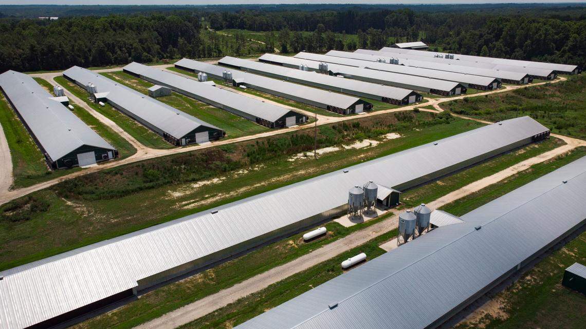 Undercover investigations on large-scale agricultural operations like this poultry farm near Morven, N.C., led to a 2015 North Carolina law that sharply curbed whistleblowers’ ability to record and share information. The U.S. Supreme Court decided Monday that it wouldn’t hear an appeal to the 4th Circuit appeals court ruling that struck down parts of that law.
