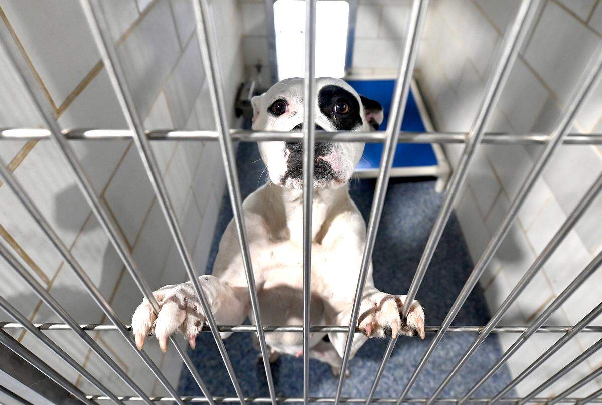 Fancy waits in her newly renovated dog kennel at Charlotte-Mecklenburg Animal Care and Control on Friday, April 12, 2024. The shelter has been undergoing renovations recently and they have moved into the next phase. When completed 166 dog kennels will have been renovated.