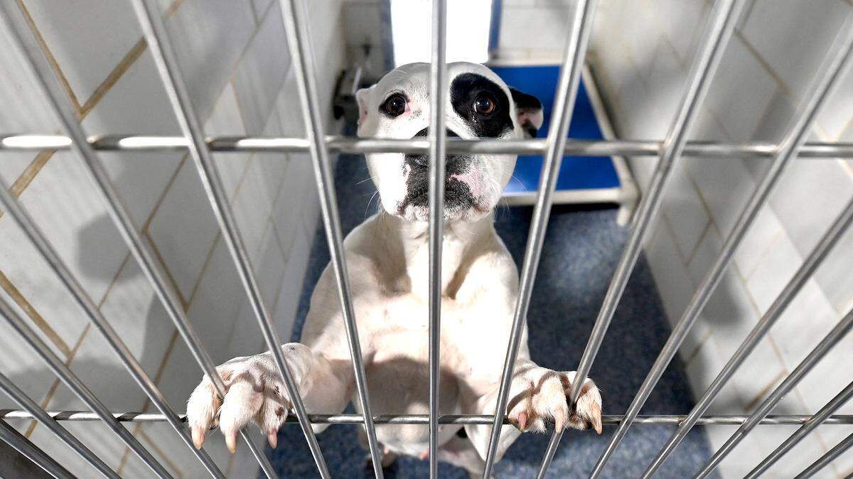 Catawba’s county animal shelter received a warning from the state last month following a dog’s death. 