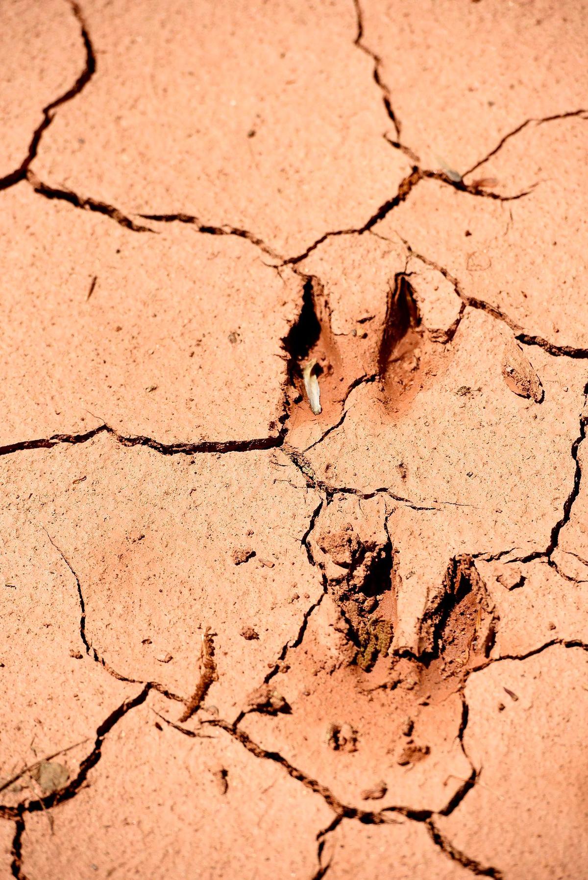 Deer tracks lined the top of an embankment for two construction runoff containment ponds at The River District., which is preserving 500 acres of green space. The project’s responsible development has earned it a sustainability designation.