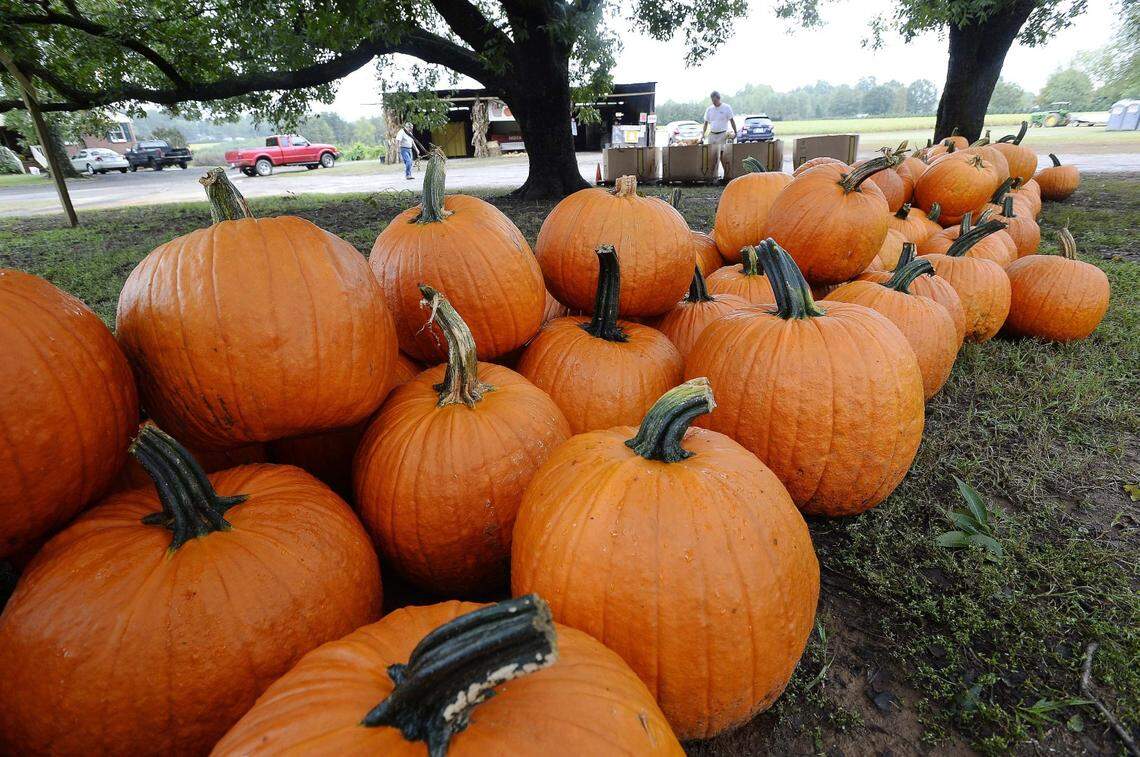 A large pile of bright orange pumpkins with green and black stems are scattered on the grass in the foreground. In the background, there are large trees, a dirt parking area, a small red pickup truck, and a few people next to some wooden crates, suggesting a farm or pumpkin patch setting.