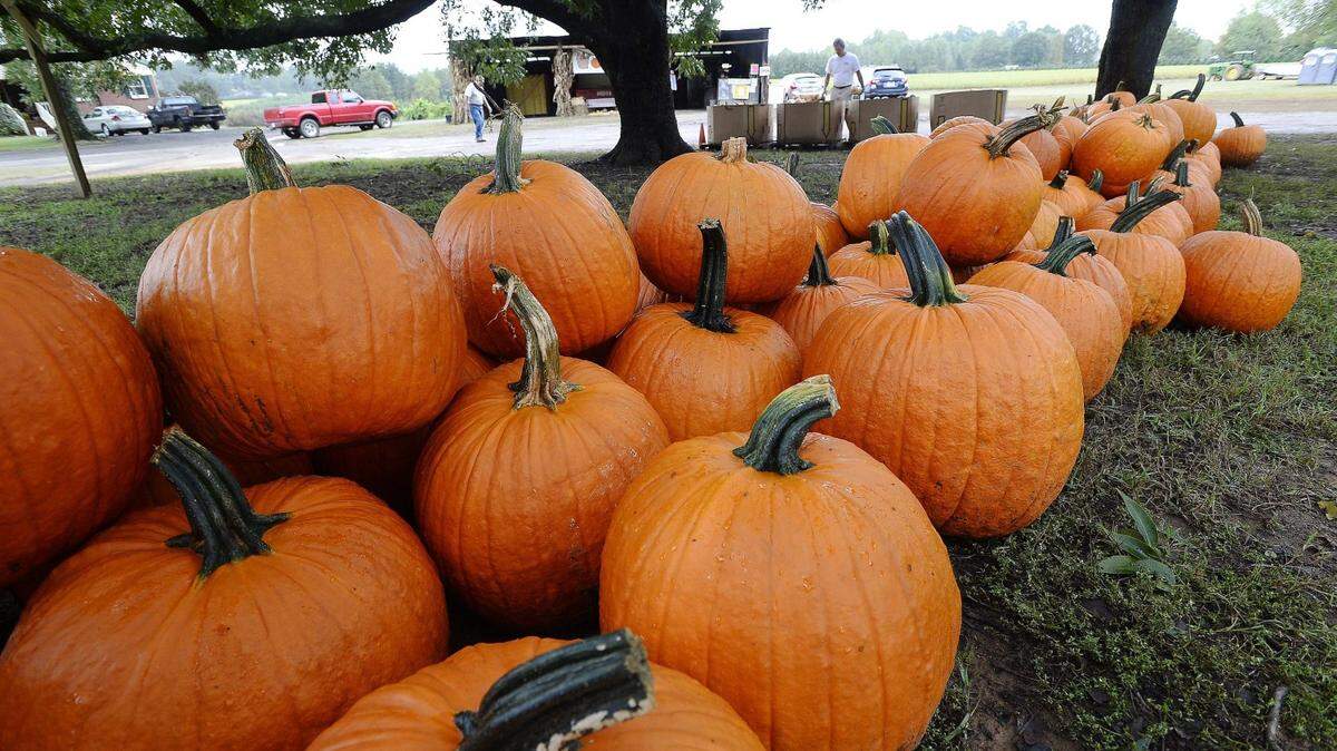 Fresh from the pumpkin patch pumpkin for sale at Carrigan Farms in Mooresville.