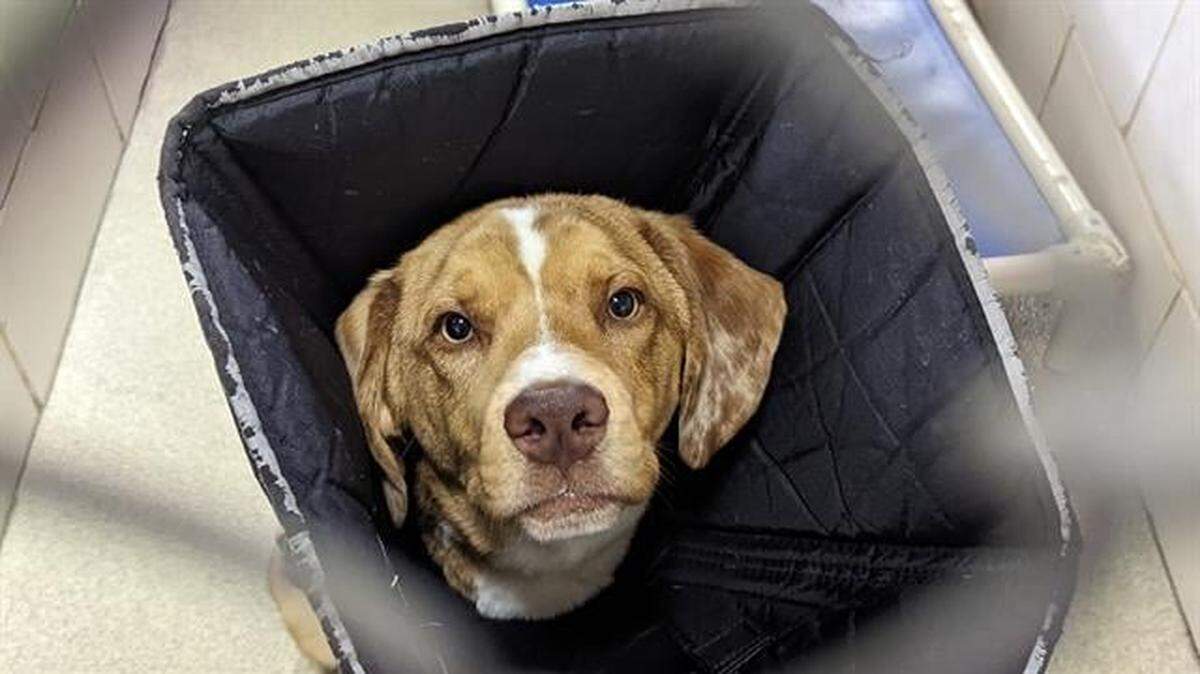 This dog arrived at CMPD Animal Care and Control as lost, according to the shelter. The animal is recovering from an injury. No owner has claimed the dog, and it’s available for adoption.