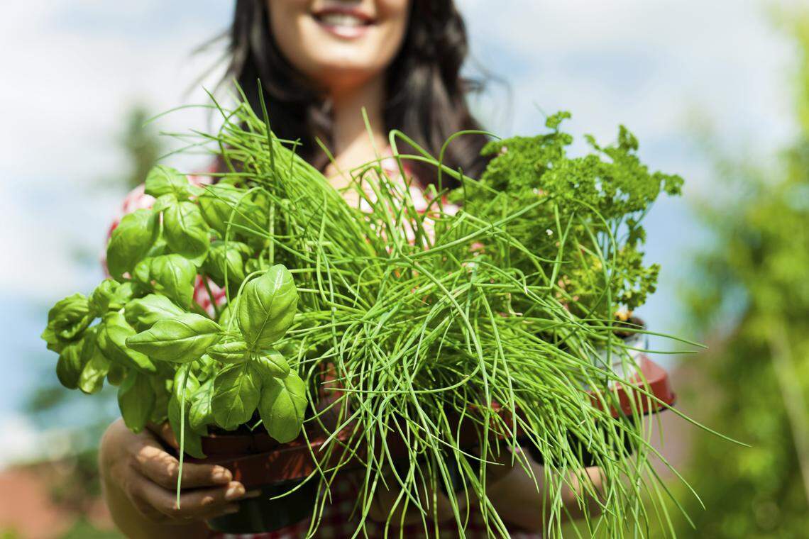 It’s prime time for planting herbs, and Pike Nurseries offers delivery and curbside pickup.