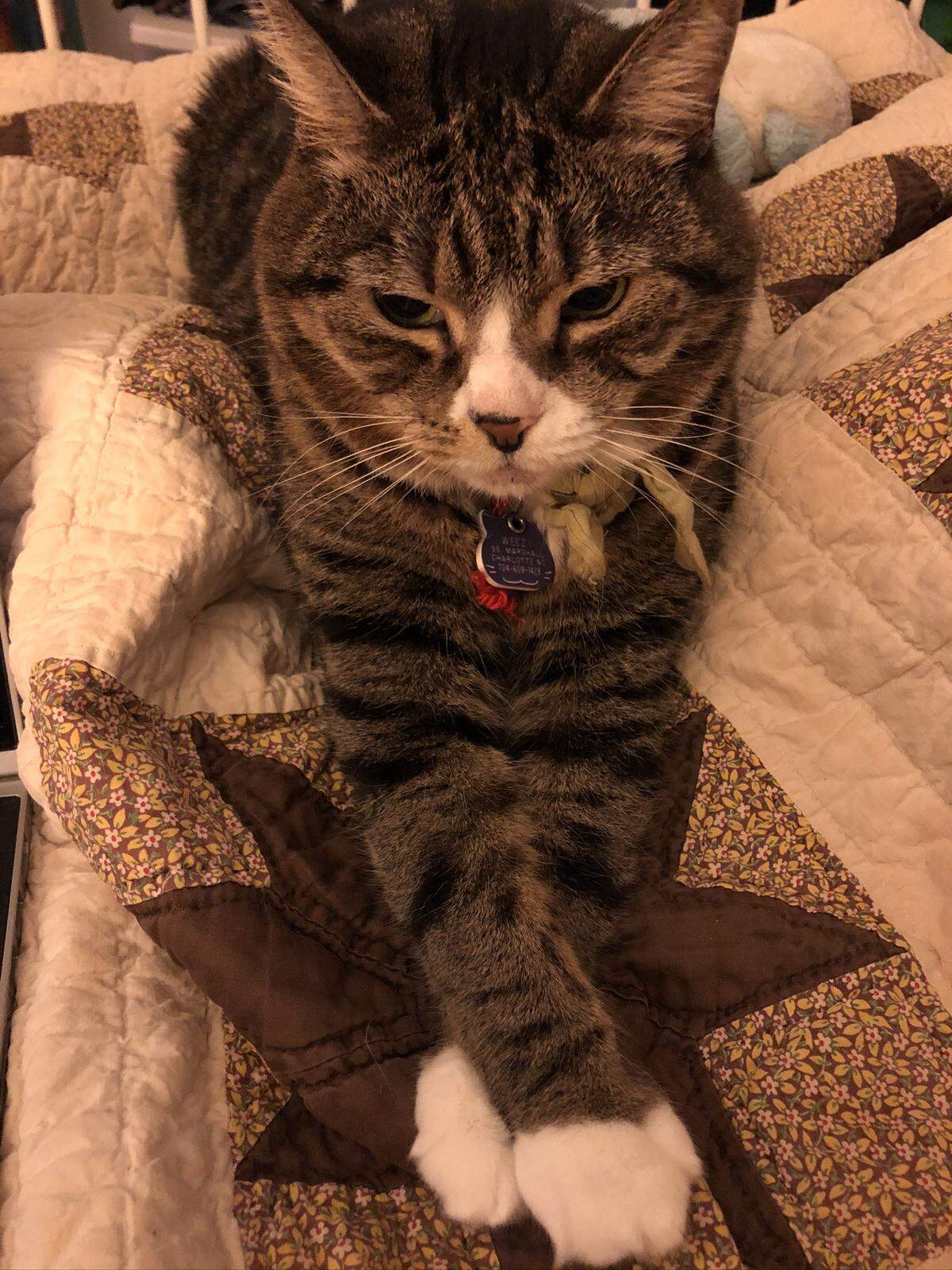 Weez’ favorite hobbies include eating cheese and “going to town on some catnip,” Marshall said.