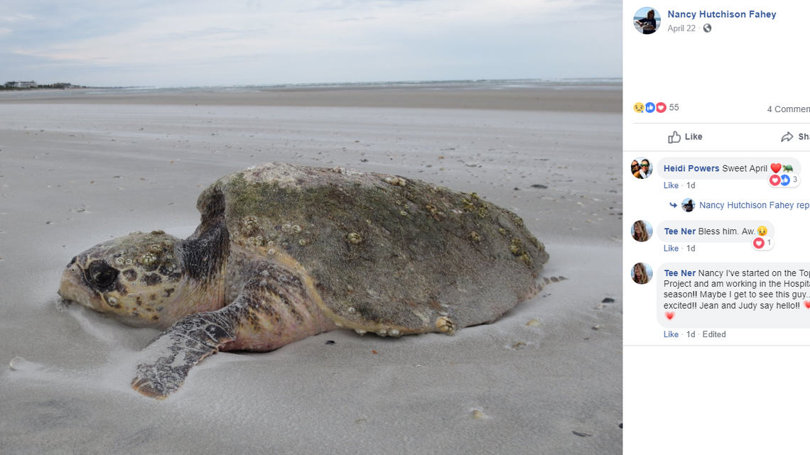 “At first glance, a stranded sea turtle may appear dead,” said the Wrightsville Beach Sea Turtle Project. “But oftentimes they are still alive and have been struggling for survival.”