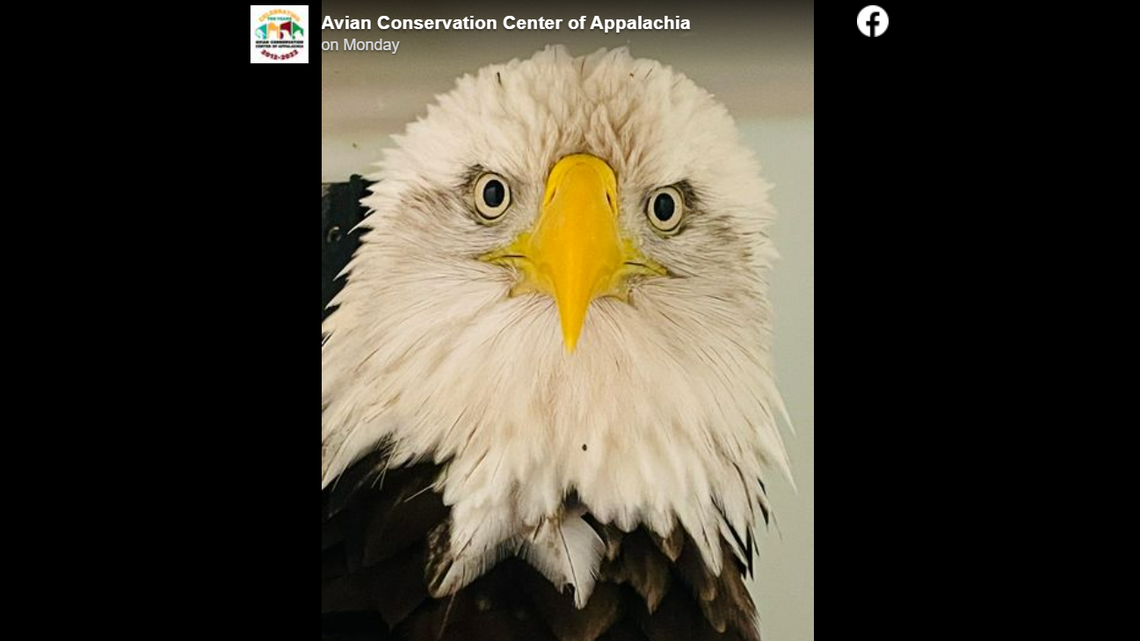 The eagle is being treated for emaciation, infection and pain, officials said.