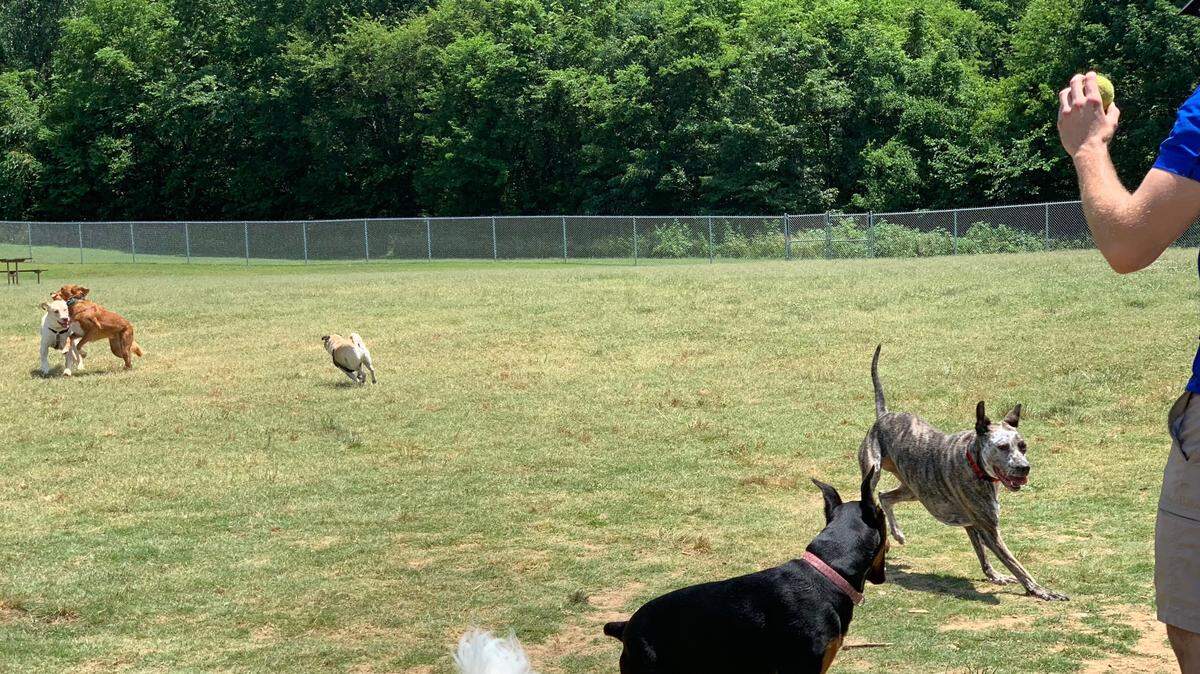 Ray’s Fetching Meadow provides one acre of fenced-in area for dogs and their owners. This is an off-leash park that is open to the public and free of charge.
