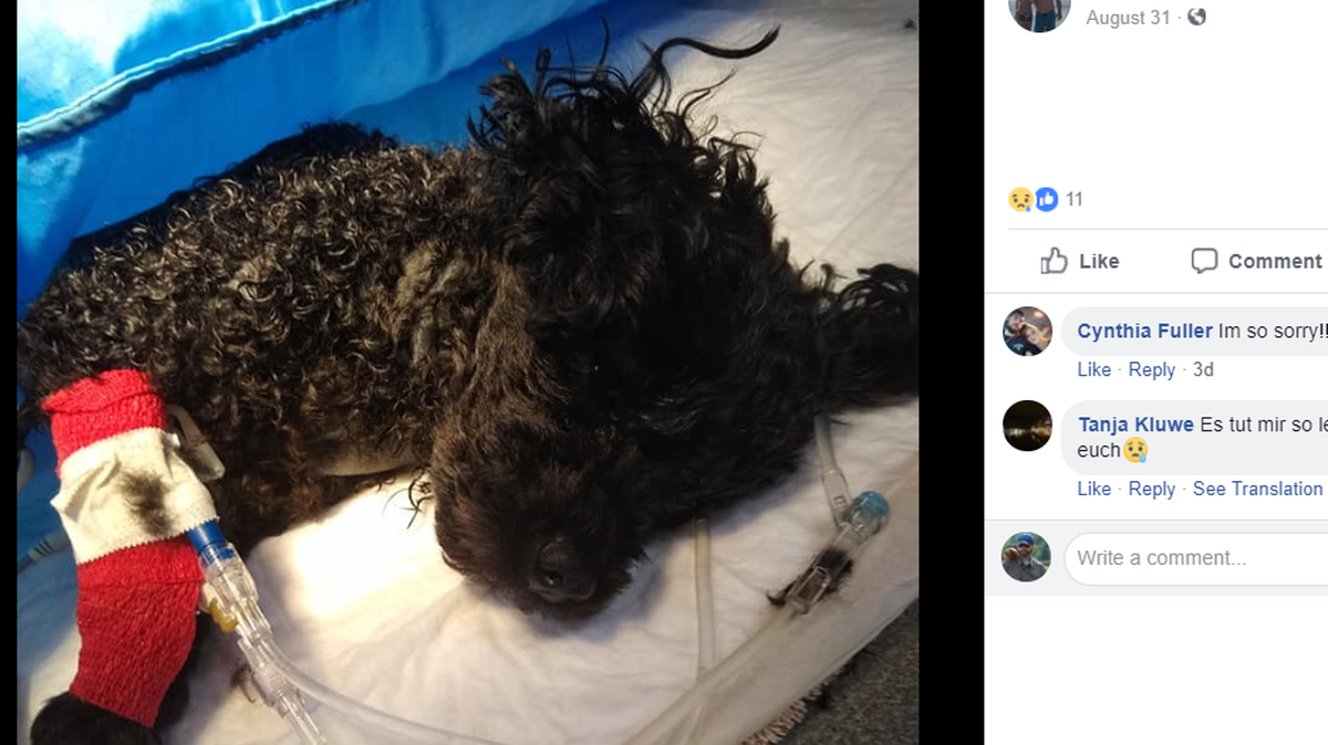 Pickle did not survive the bear encounter after being taken to an animal hospital, says Tiffany Merrill.