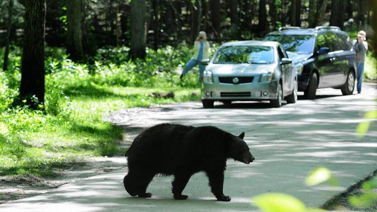 A black bear crosses a road in the Great Smoky Mountains National Park in this 2009 photo. A 75-year-old woman was attacked by a bear near her home in the mountain community of Swannanoa on Tuesday, the North Carolina Wildlife Commission said Sunday.
