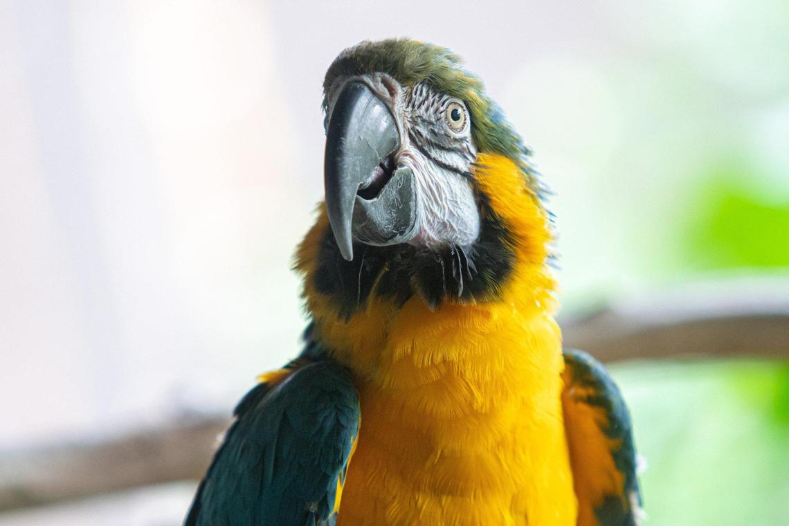 BJ is the reigning parrot princess at Discovery Place Science’s rainforest exhibit in uptown Charlotte. During the COVID-19 shutdown, her keepers feared for BJ’s welfare because she thrives on social interaction from visitors.