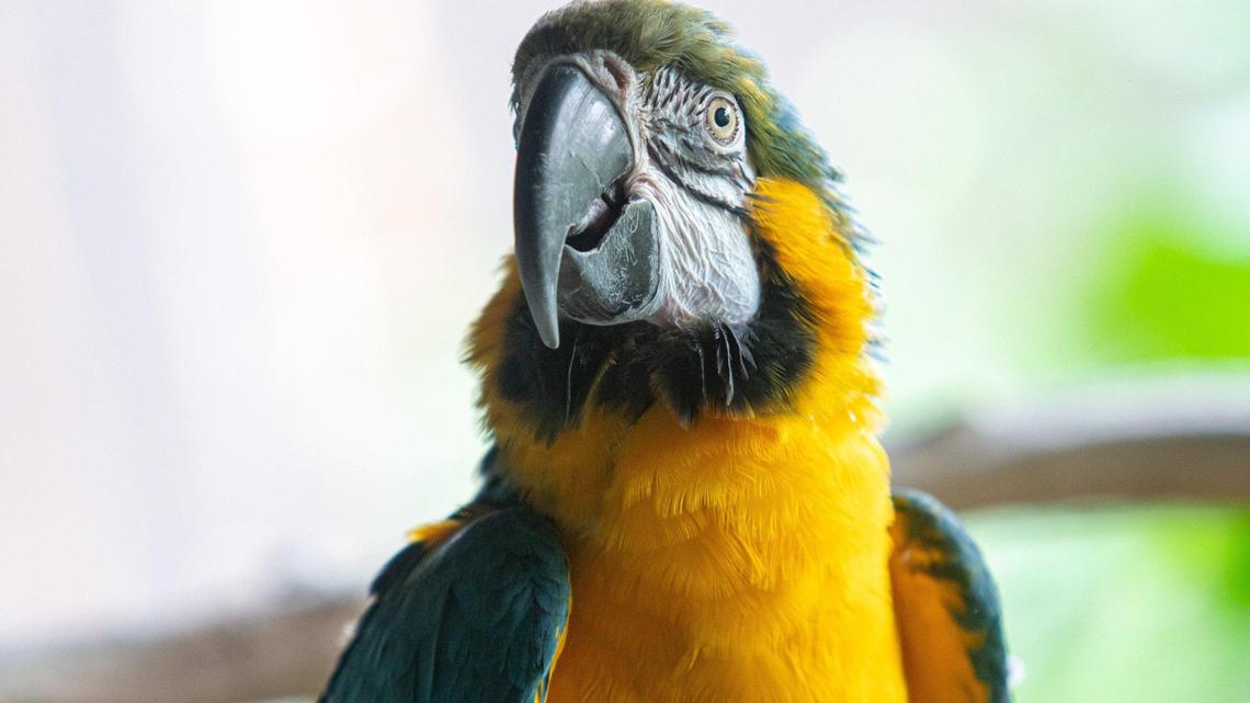 Even animals get stressed out by COVID-19 — especially Discovery Place’s biggest diva