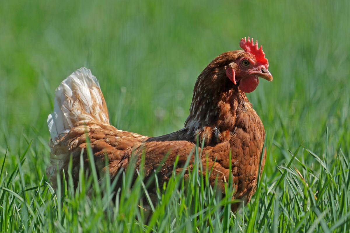 A class action lawsuit alleging poultry price-fixing may mean cash back for consumers who purchased fresh or frozen raw chicken in 24 states. (AP Photo/Ted S. Warren)