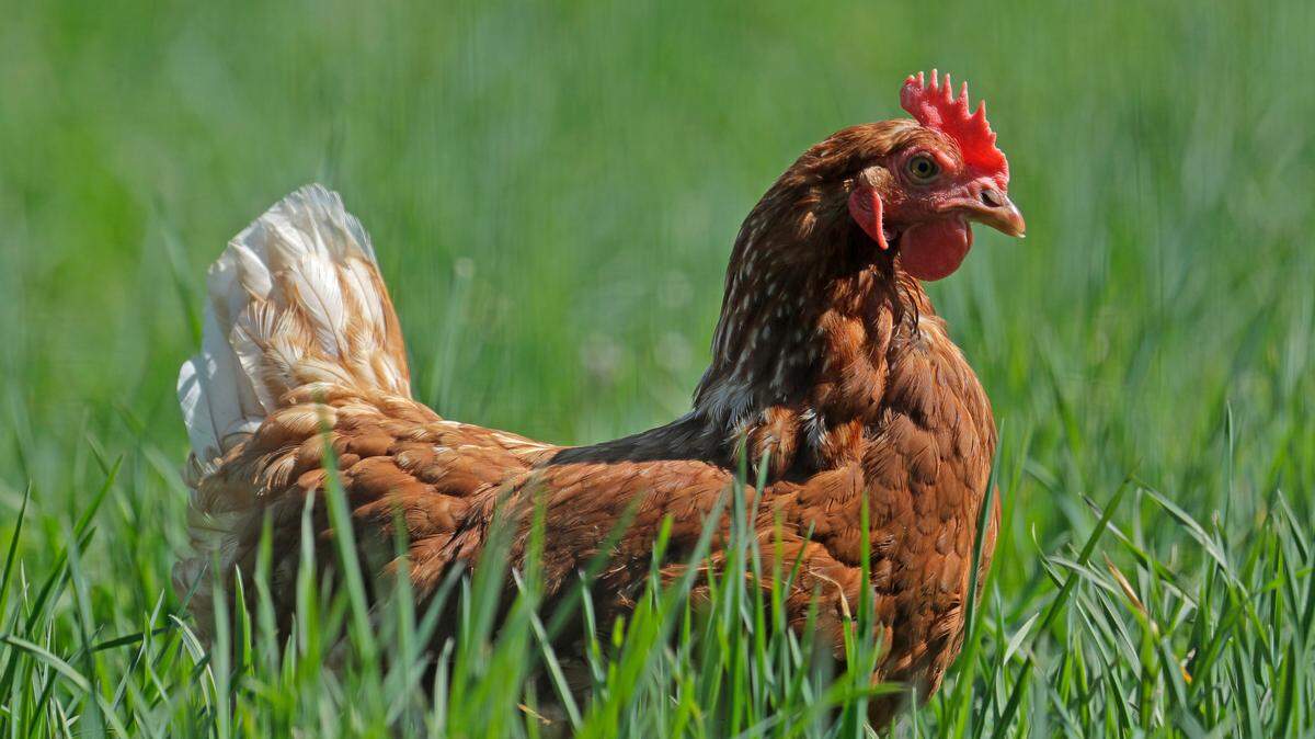 An egg-producing chicken is in a pasture at Wilcox Family Farms, Thursday, April 9, 2020, in Roy, Wash. Eggs have been one item that can be hard to find on grocery store shelves during the outbreak of the coronavirus, even though the closure of restaurants and large corporate kitchens has led to a decreased demand for food service egg products. (AP Photo/Ted S. Warren)
