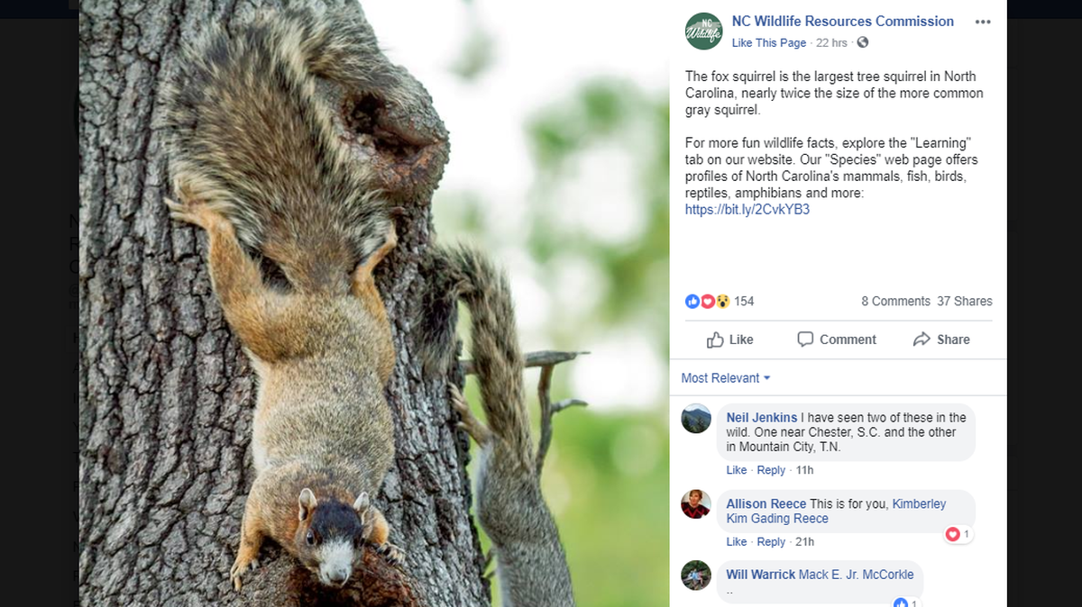 How big is too big for a squirrel? Check out this photo of a fox squirrel posted this week by the NC Department of Natural Resources. Facebook screenshot
