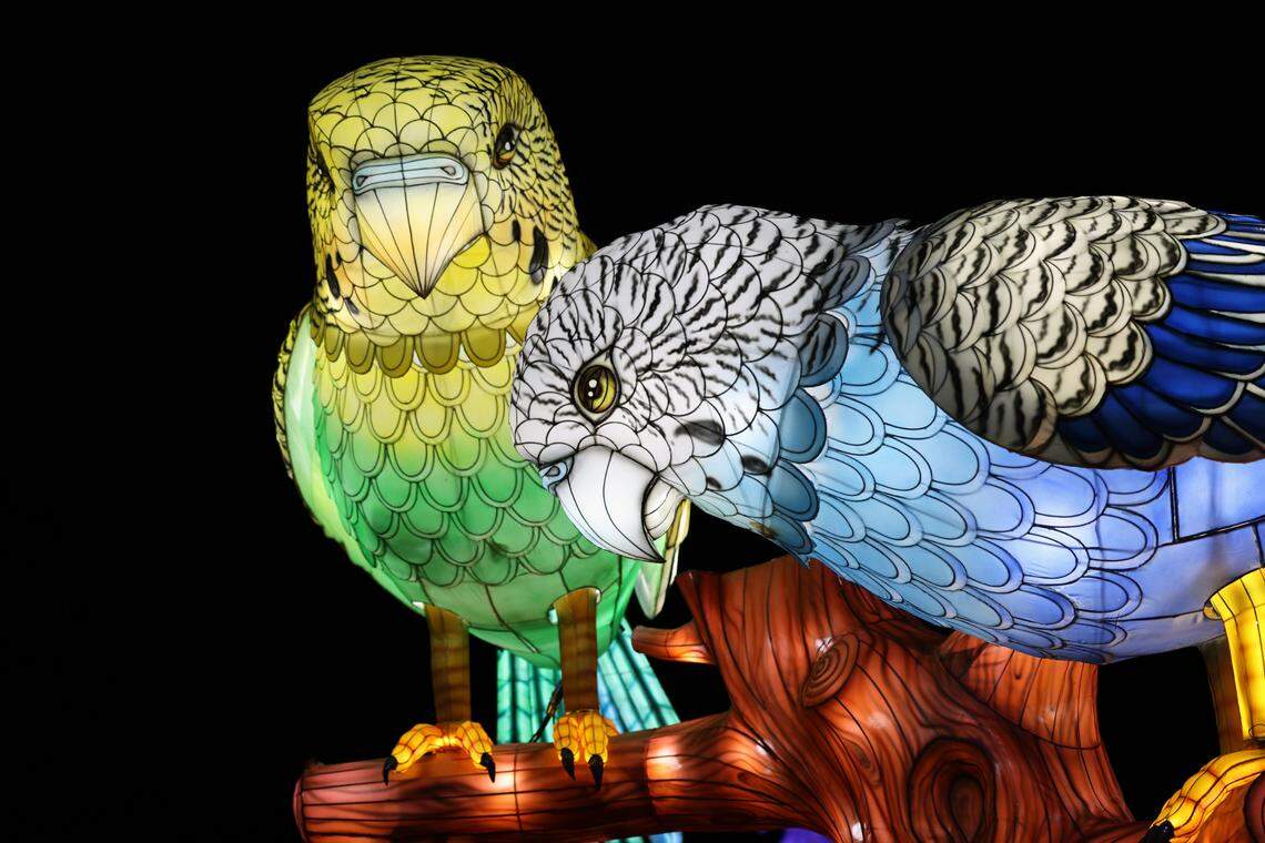 Visitors to the Tianyu Lights Festival at Concord Mills, Charlotte, N.C., can explore a glowing forest featuring two glowing fowls, representing Asia’s vibrant wildlife.