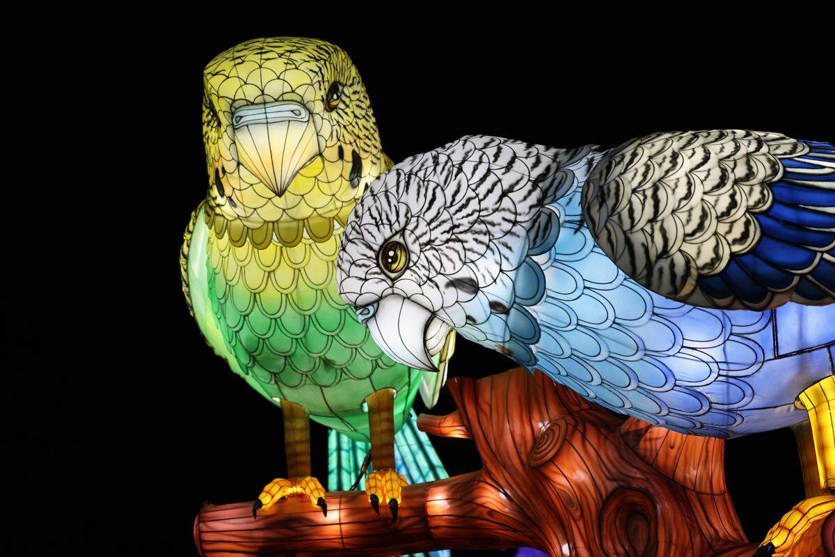 Visitors to the Tianyu Lights Festival in Concord Mills, Charlotte, N.C., can explore a glowing forest featuring two glowing fowls, representing Asia’s vibrant wildlife.